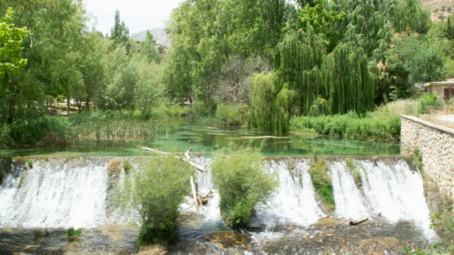 Ruta Arboleda Singular