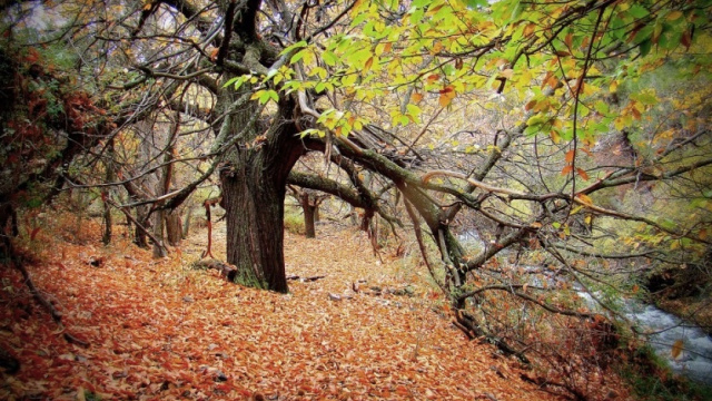 Castañar de Jerez del Marquesado