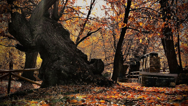 Área Recreativa de La Rosandrá