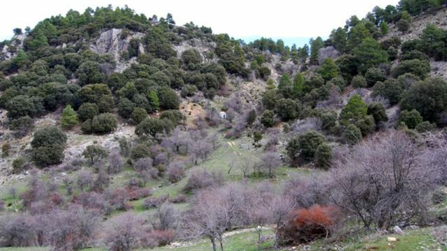 Singular Grove