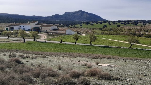 El Sáuco